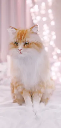 Realistic Kitten Live Wallpaper
