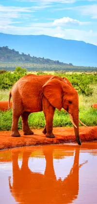 Red Elephant Drinking Water Live Wallpaper