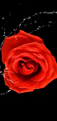 Red Rose Live Wallpaper