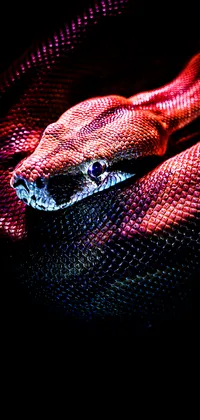 Red Snake Closeup Live Wallpaper