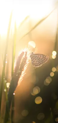 Risen Sun Butterfly Live Wallpaper