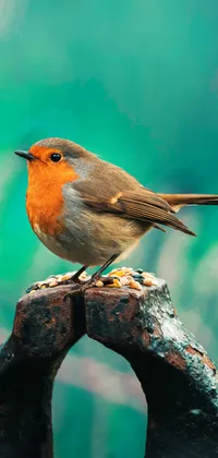 European Robin Bird Live Wallpaper