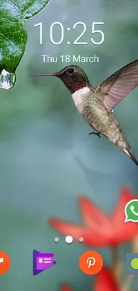 Ruby-throated Hummingbird Live Wallpaper