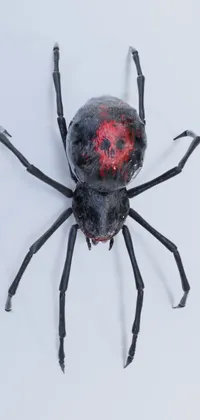 Scary Spider Live Wallpaper