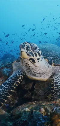 Sea Turtle Live Wallpaper