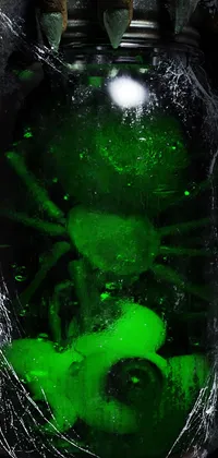 Spider Jar Live Wallpaper