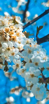 Spring Flowers Tree Live Wallpaper