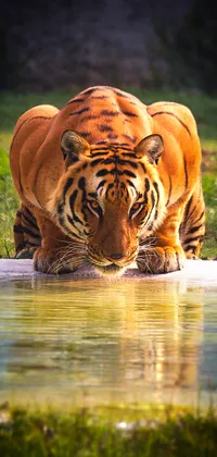 Tiger Drinking Water Live Wallpaper
