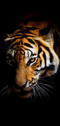 Tiger in the Dark Live Wallpaper