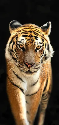 Tiger Looking at Camera Live Wallpaper