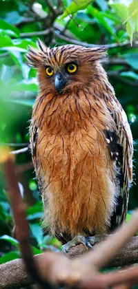 Tree Owl Live Wallpaper