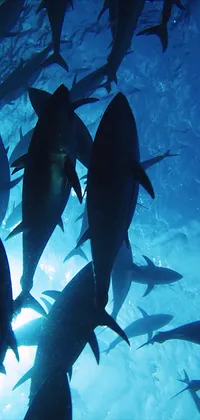 Tuna Fish Live Wallpaper