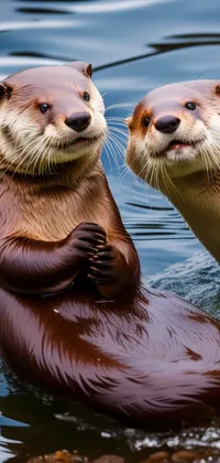Two Funny Otters in Water Live Wallpaper