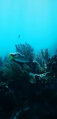 Underwater Life Live Wallpaper