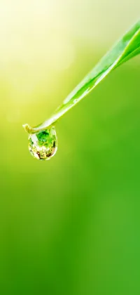 Water Drop on Leaf Live Wallpaper