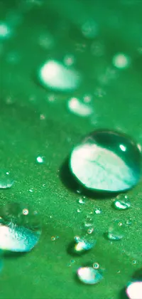 Waterdrops On Leaf Live Wallpaper