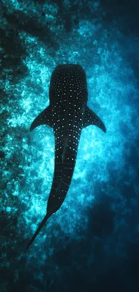 Whale Shark From Above Live Wallpaper - free download