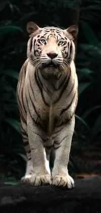 White Tiger Standing Up Live Wallpaper